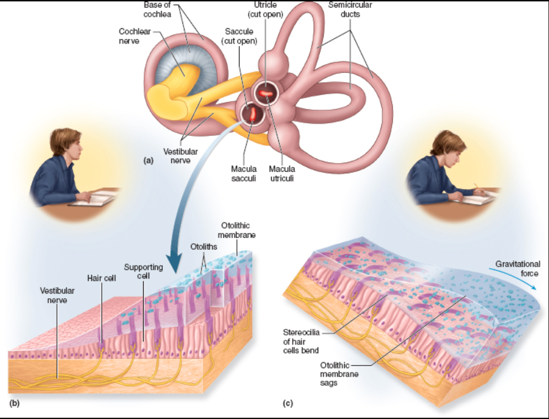 <p>the body is stationary but the head is tilted; perceived by Macula found in the Saccule and Utricle</p>