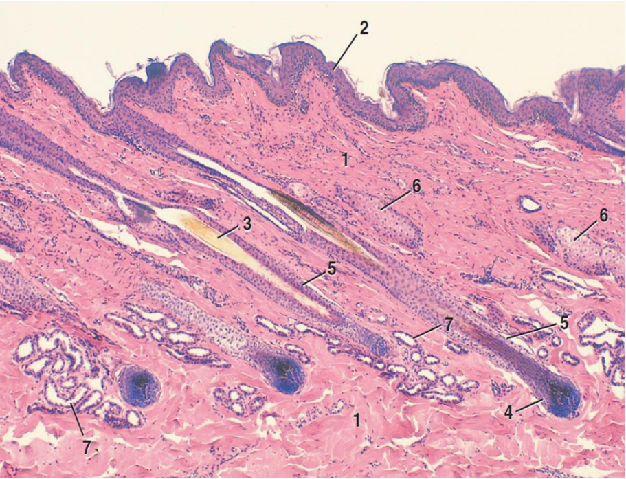 <p>Name the structure indicated by 2.</p>