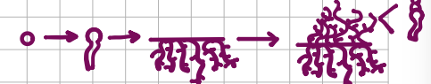 <p>germ tube grows into substrate then aerial hyphae forms </p>