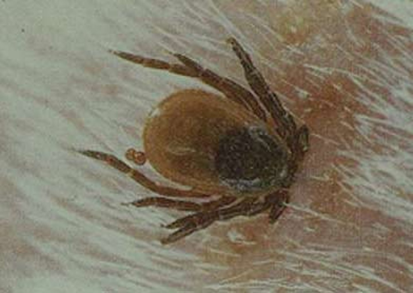 <p>/ˈpærəsaɪt/ (noun).</p><p>ký sinh trùng</p><p>Ex: Some fungi act as parasites, affecting the health of trees in mushroom habitats.</p>
