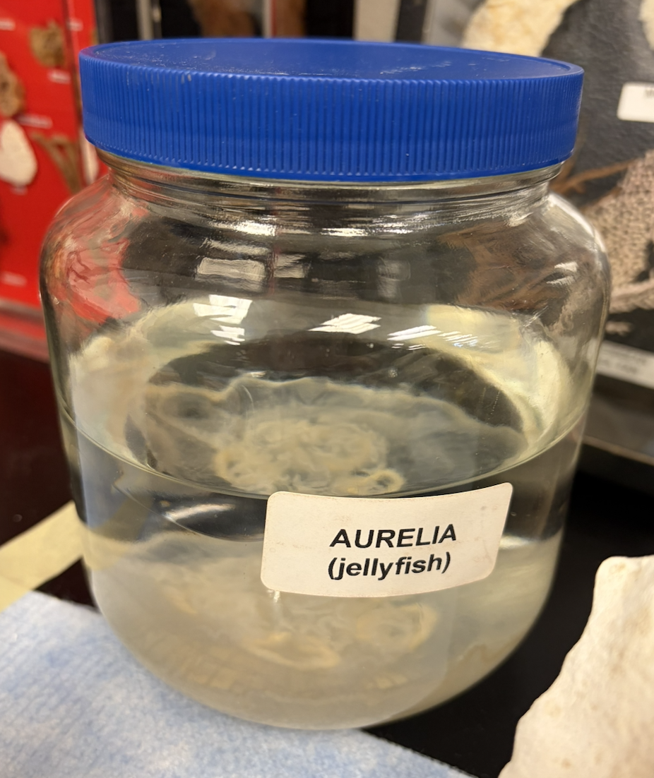 <p>Is this moon jellyfish a medusa? How does it reproduce?</p>