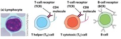 <p>Producing antibodies and recognizing non-self antigens.</p>
