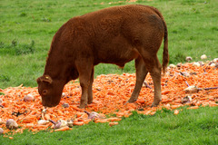 <p>(n.) food for horses or cattle; raw material for a designated purpose. Synonym: provender</p>
