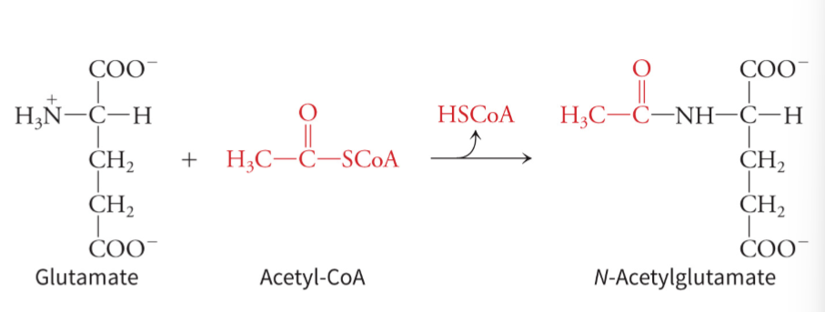 <p>N-acetylglutamate, which is derived from glutamate combining with acetyl-CoA - allosterically activates</p>