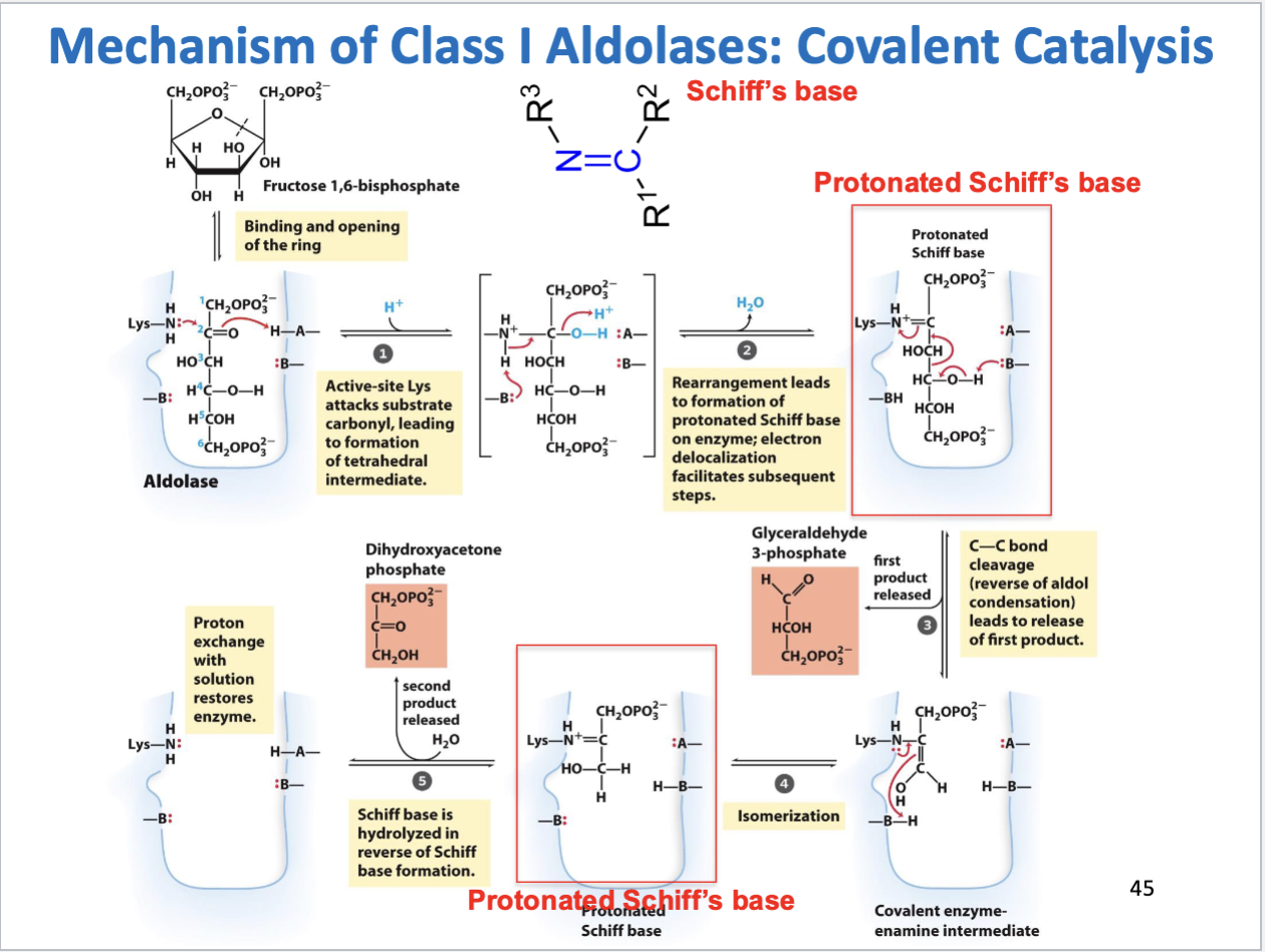 <p>Mechanism of class I aldolases</p>