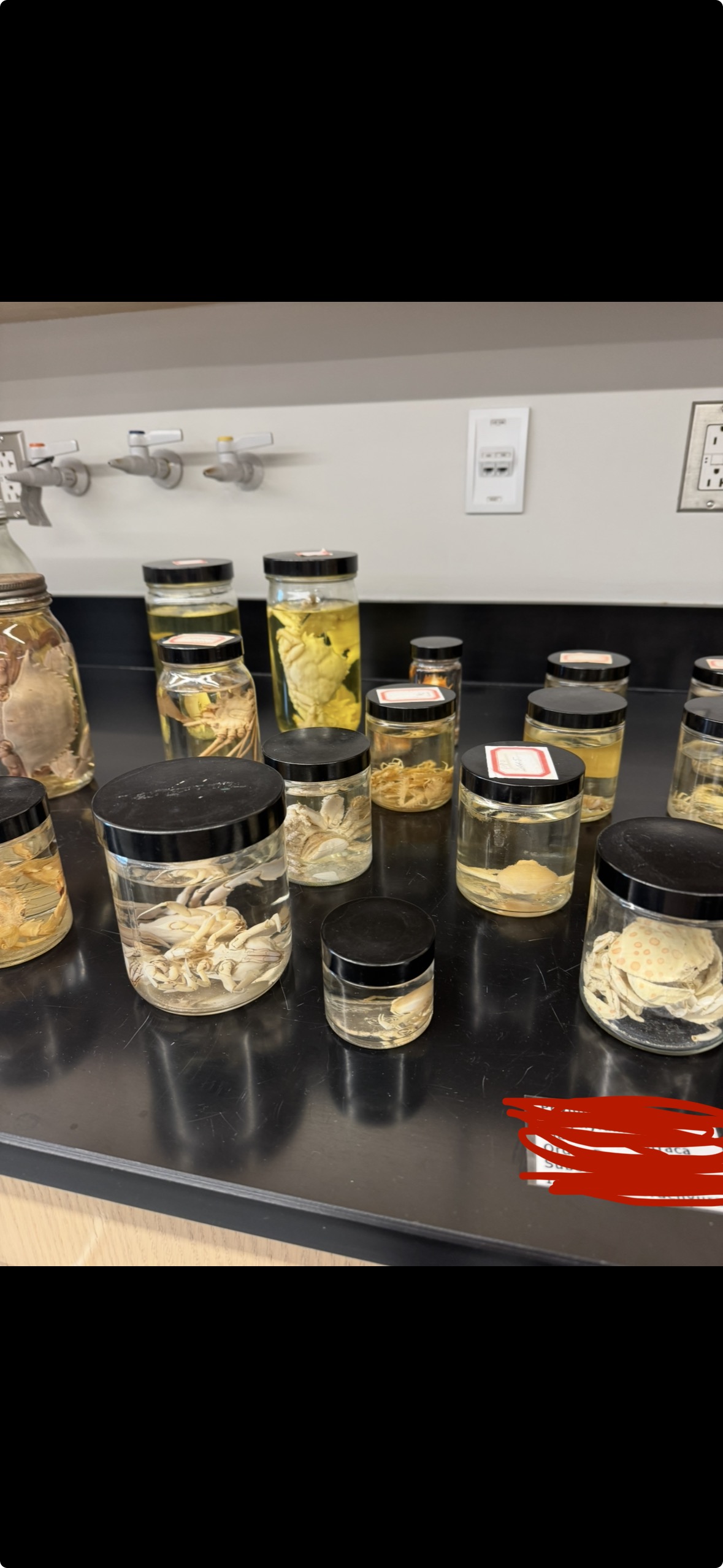 <p>Phylum?</p><p>Subphylum?</p><p>Class?</p><p>Order?</p><p>Suborder?</p><p>Infraorder?</p>