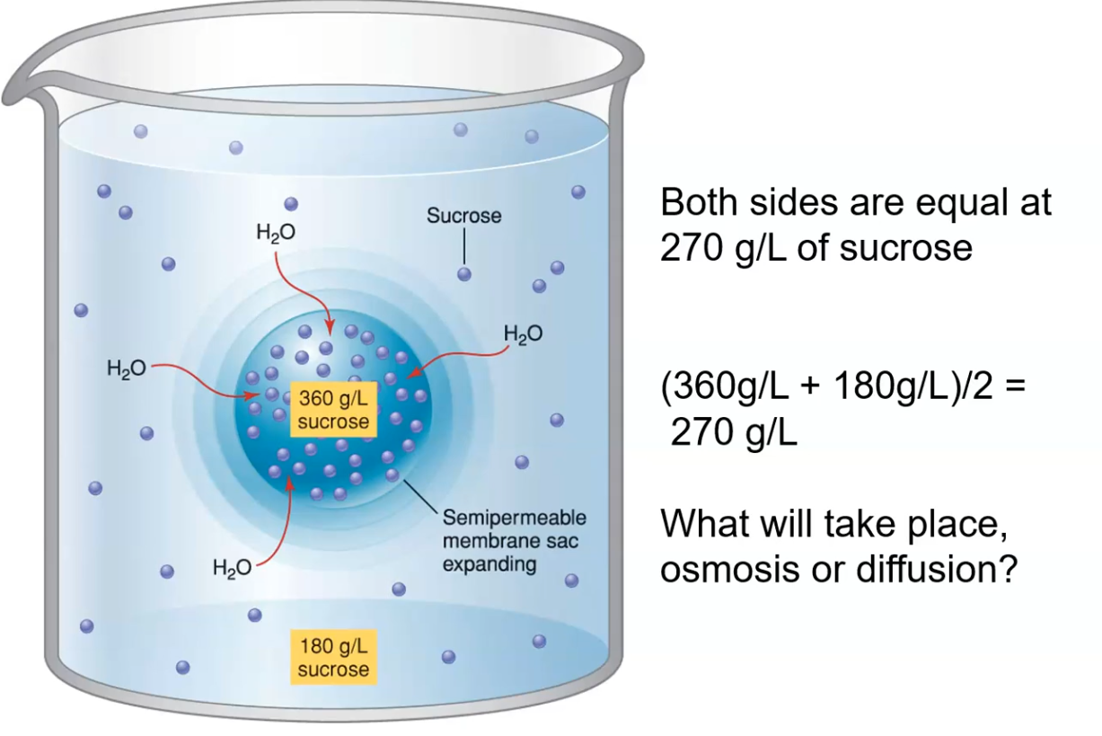 <p>What happens when a sac with 360 g/L sucrose is placed in 180 g/L sucrose solution, separated by a semipermeable membrane?</p>