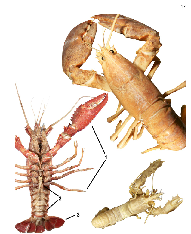 <p>taxa</p><p>label numbers</p>