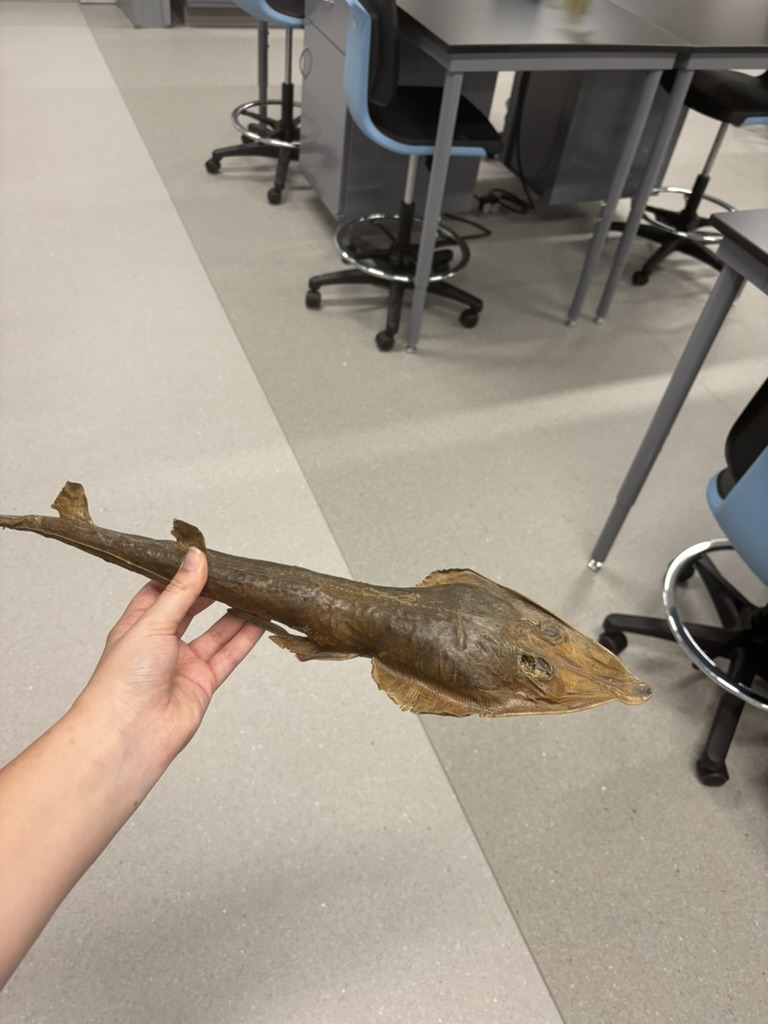 <p>What is this (phylum, subphylum, superclass, class, common name)?</p>