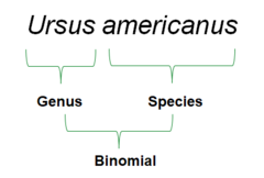 <p>Genus (Capitalized) + Epithet (lowercase), Italicized or Underlined</p>
