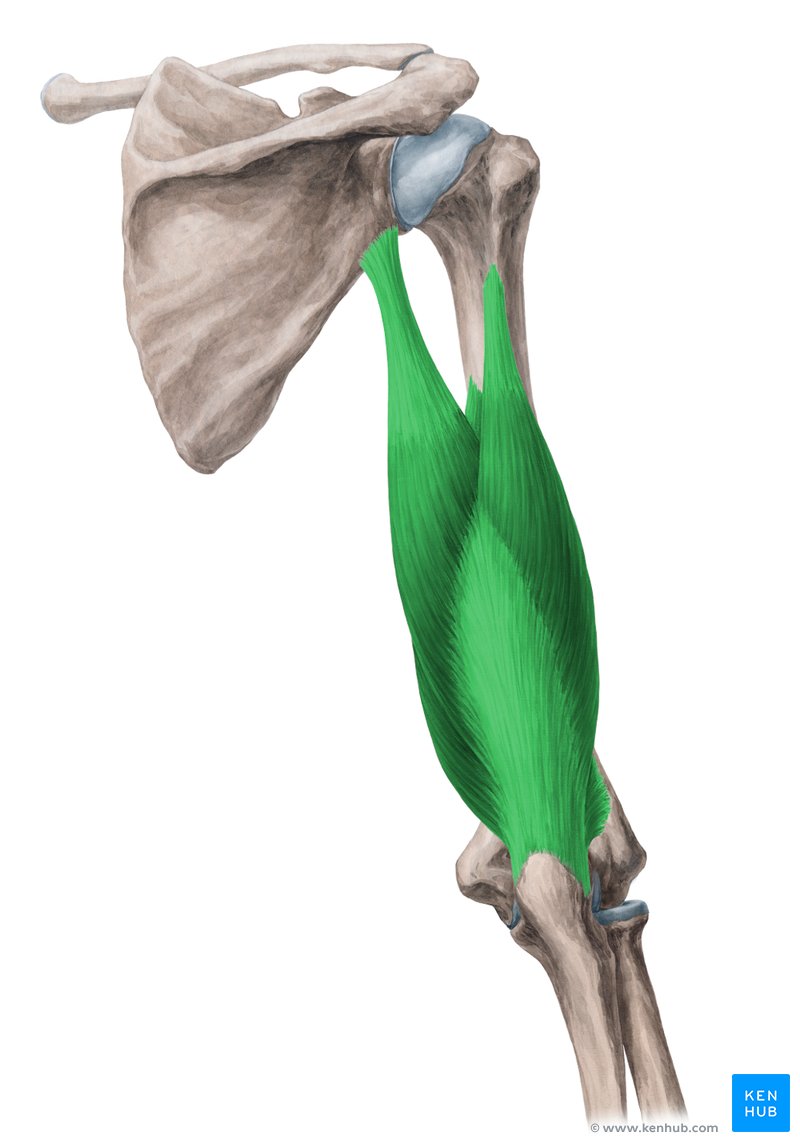 <p>extend fore arm</p><p>Long head Origin: infraglenoid tubercle</p><p>Short head Origin: above radial groove</p><p>Medial head origin: below radial groove</p><p>insertion: olecranon of ulna</p>