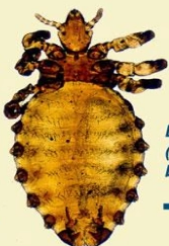 <p>what is it (common name - cattle)</p>