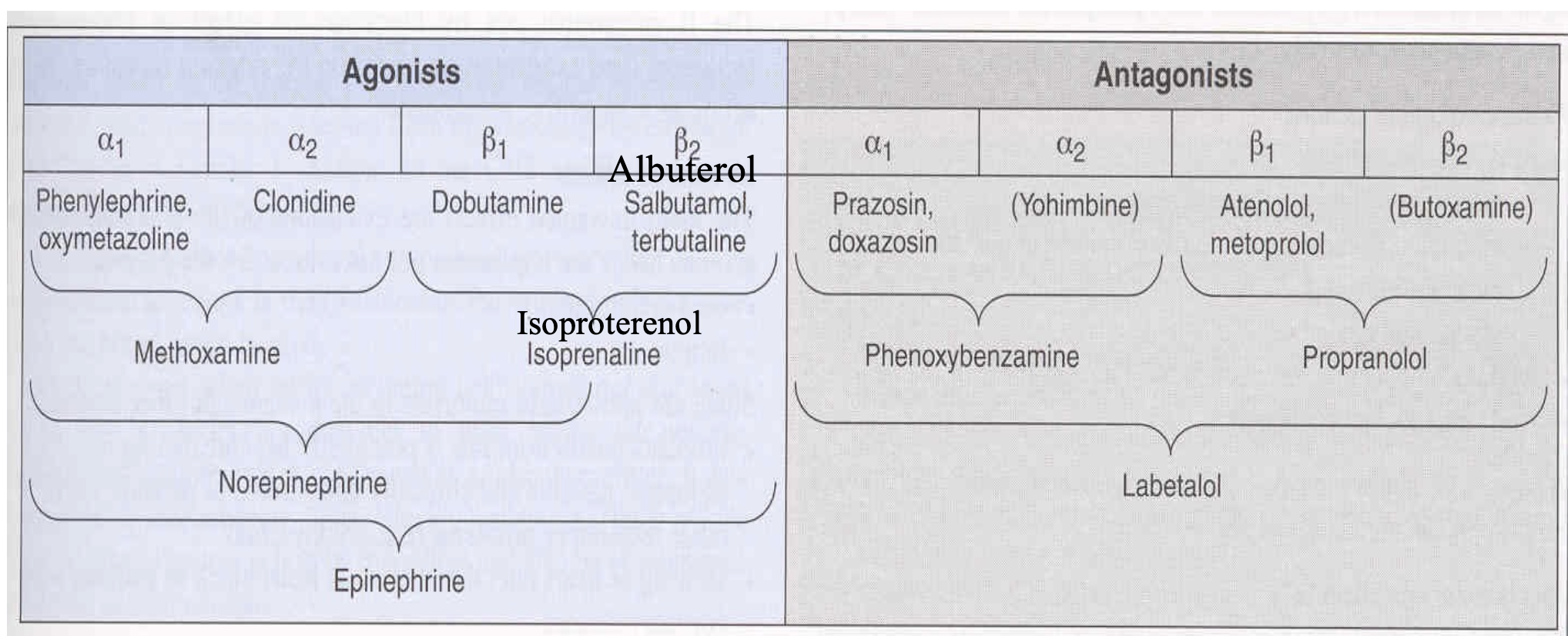 <ul><li><p>⍺<sub>1</sub> → prazosin, doxazosin</p></li><li><p>⍺<sub>2</sub> → yohimbine </p></li><li><p>⍺<sub>1</sub>, ⍺<sub>2</sub> → phenoxybenzamine </p></li><li><p>β<sub>1</sub> → atenolol, metoprolol </p></li><li><p>β<sub>2</sub> → butoxamine </p></li><li><p>β<sub>1, </sub>β<sub>2</sub> → propranolol</p></li><li><p>⍺<sub>1</sub>, ⍺<sub>2, </sub>β<sub>1, </sub>β<sub>2 </sub>→ labetalol </p></li></ul><p></p>