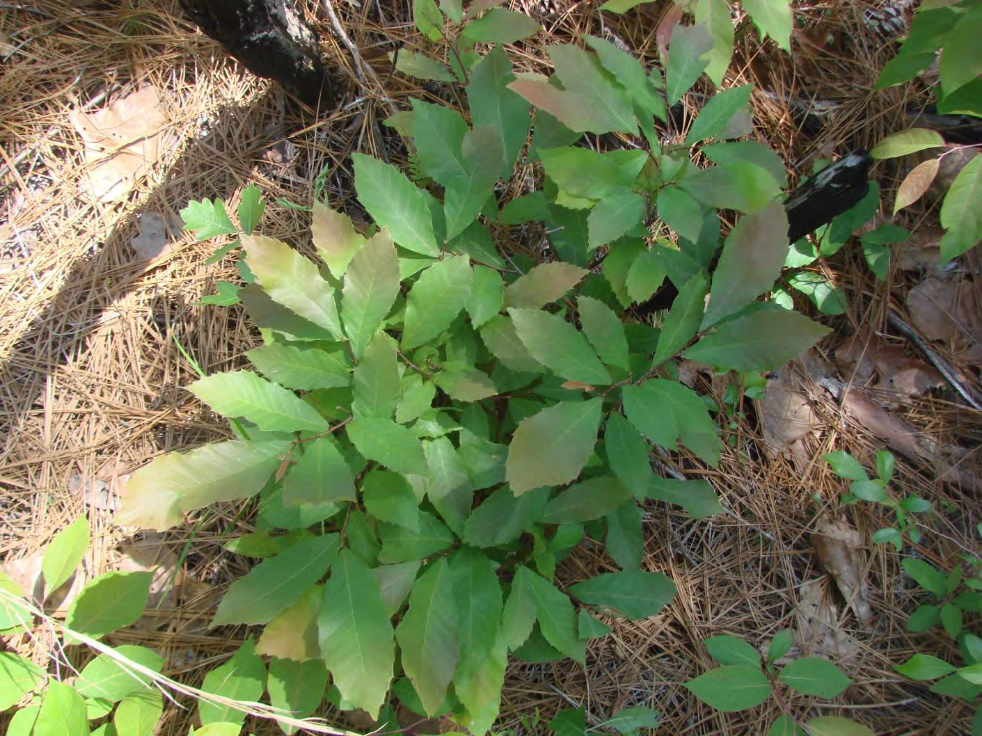 <p>Castanea pumila</p>