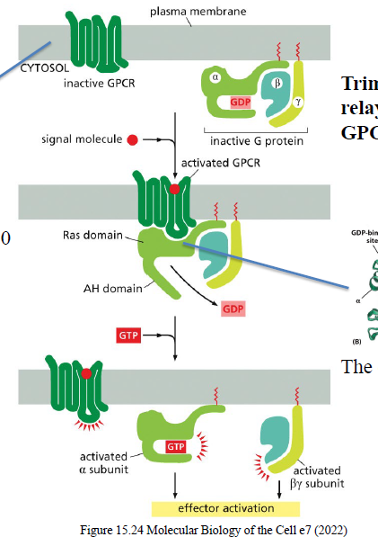 <p>Gα-subunit er en GTPase og kan hydrolysere GTP → GDP for at slukke signalet.</p>