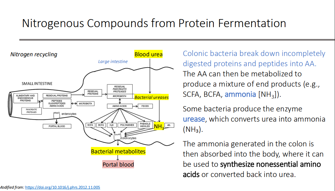 <p>nonessential amino acids or converted back into urea.</p>