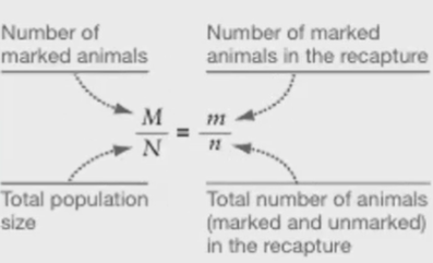 <ul><li><p><span style="background-color: transparent;">Mark-Recapture Math:&nbsp;</span></p><ul><li><p><span style="background-color: transparent;">(Trying to find N)</span></p></li><li><p><span style="background-color: transparent;"><em>Cross multiply, isolate N (divide), then plug numbers in&nbsp;</em></span></p></li></ul></li></ul><p></p>