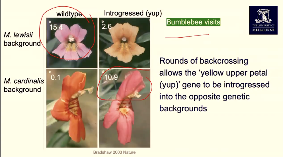 <p>They crossed the red and pink flowers which produced an F1 hybrid darker pink flower and then tracked the number of bumblebee visits. </p><p>Yup was caused by a partial duplication on another chromosome and the RNA would hairpin loop on itself and bind to a protein that expressed the carotenoids needed to turn a flower red. If this carotenoid was not expressed, the flower would be darker pink.</p>