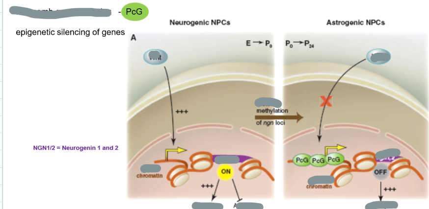 <p>How can epigenetics determine whether a neural precursor becomes a neuron or an astrocyte?</p>