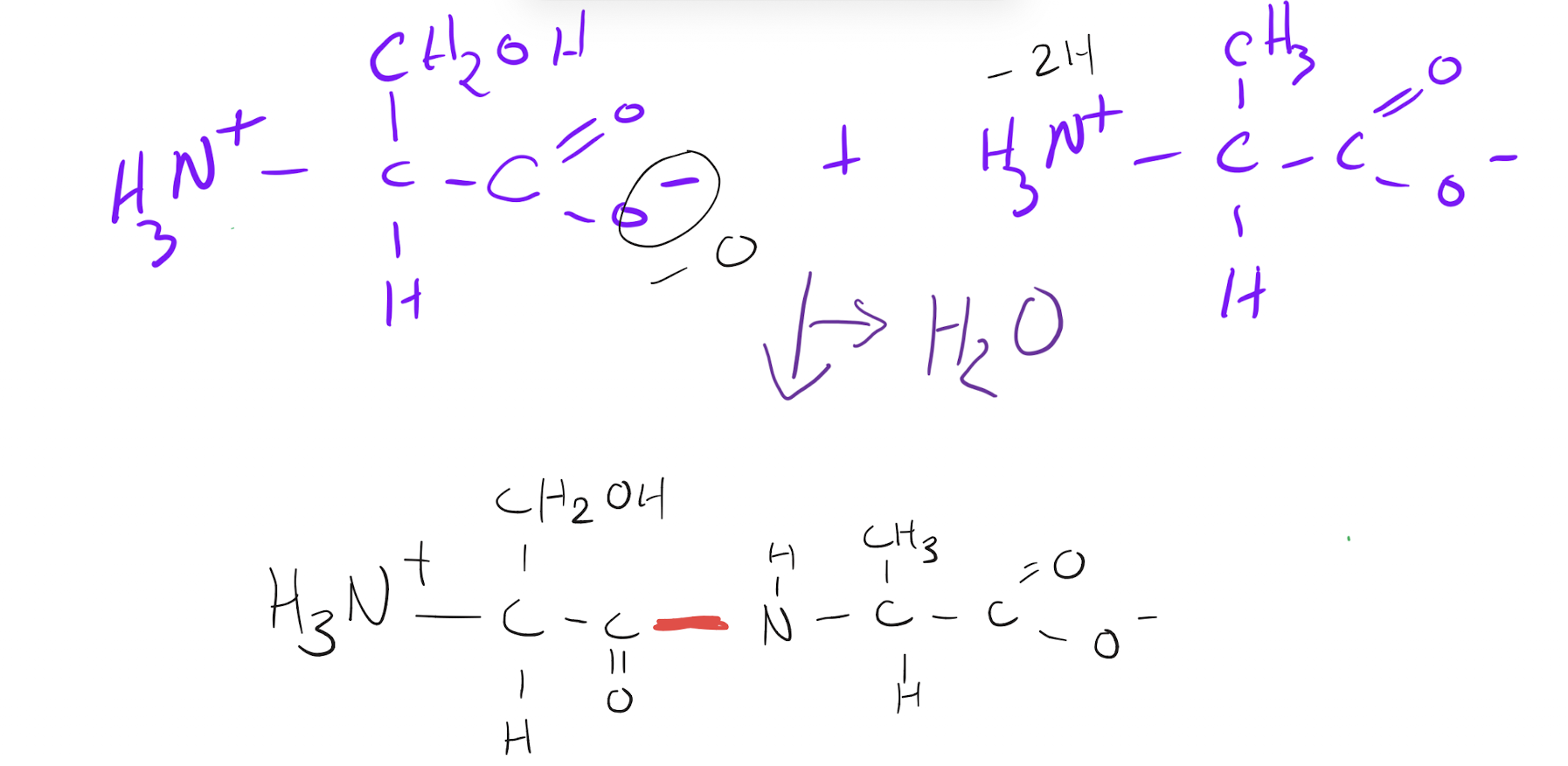 <p>On one amino acid, the C terminus carboxyl O is removed, and on the other 2 oxygens are removed from the amino, precipitating a water molecule in a dehydration reaction. The carbon and nitrogen are then joined together to form an amide linkage specific to amino acids</p>