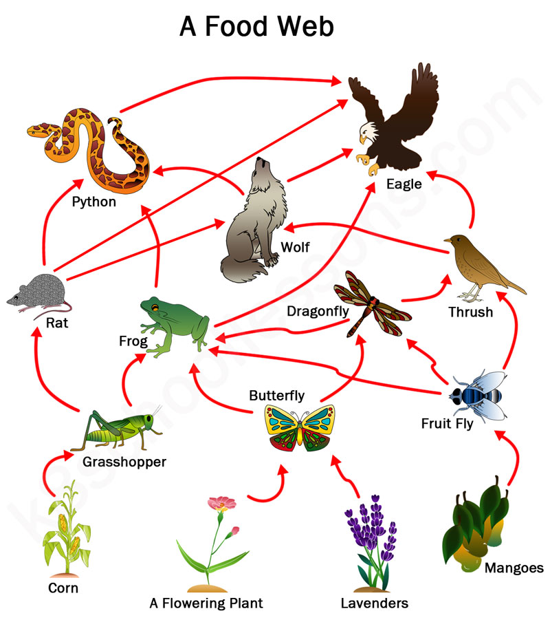 <p>Food Web</p>