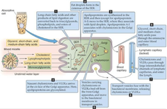 <p>Free Fatty Acids diffuse from Micelles and passively cross the membrane of Enterocytes</p>