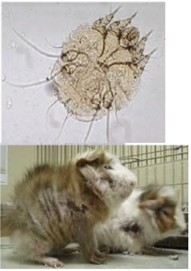 <p>What is the common name for this mite?</p>