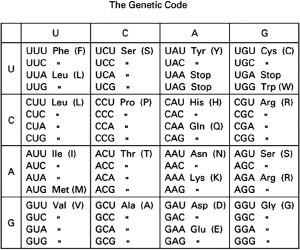 <p><span>Which of the following is the least likely to be a selectively neutral mutation? (The codon table in Figure 9-14 will help you answer this question.)</span></p>