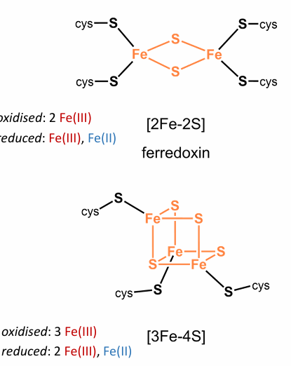 <p>Fe-S, is Fe2+ and Fe3+ ions Tetrahedrally coordinated by sulfide (S2–) and thiolate (cys-S–)</p><p>They Mediate photosynthesis, cell respiration, nitrogen fixation, hydrogen metabolism, nitrate and sulfate oxidation/reduction</p><p></p>