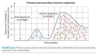 <p>·<span style="font-family: "Times New Roman"; line-height: normal; font-size: 7pt;"> </span><span style="font-family: Aptos, sans-serif;">The body takes time to recognise the pathogen.</span></p><p>·<span style="font-family: "Times New Roman"; line-height: normal; font-size: 7pt;"> </span><span style="font-family: Aptos, sans-serif;">B and T cells are activated.</span></p><p>·<span style="font-family: "Times New Roman"; line-height: normal; font-size: 7pt;"> </span><span style="font-family: Aptos, sans-serif;">B cells produce antibodies, and memory cells are created.</span></p><p>·<span style="font-family: "Times New Roman"; line-height: normal; font-size: 7pt;"> </span><span style="font-family: Aptos, sans-serif;">Response is slow and symptoms usually occur.</span></p><p><span style="font-family: Aptos, sans-serif;"> </span><span style="font-family: "Times New Roman", serif;">IgM antibodies are the predominant antibodies produced in a primary response. </span></p>