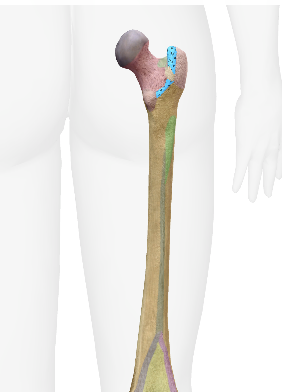<p>What is this part of the femur </p>