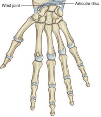 <p><strong>Distal radioulnar joint-</strong> Fibrocartilaginous articular disc</p>