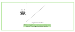 <p>1. When the substrate concentration is in excess, an increase in enzyme concentration will increase the rate of reaction</p><p>2. This is because there are more enzyme molecules and, therefore, more active sites available</p><p>3. This increases the number of collisions between enzymes and substrates</p><p>4. Leading to the formation of more enzyme-substrate (E-S) complexes</p>