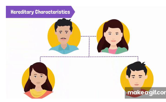 <p>The <strong>passing </strong>of <strong>traits </strong>from <strong>one generation </strong>to the <strong>next</strong></p>