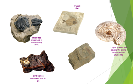 <p>preserved remains, impressions or traces of organisms found in rocks, amber (fossilized tree sap), coal deposits, ice or soil.<strong> </strong>Provides information about the history of life on Earth.<strong> </strong>Require certain conditions to be created and to last over time.</p><p class="MsoNormal">Form best when organisms are buried by sediment quickly in conditions that slow the process of <strong>decay</strong> or <strong>decomposition</strong>. Fossils are most found in <strong>sedimentary rock</strong>. Mineral-rich hard parts (bones, teeth, shells) may remain as fossils, or minerals dissolved in water, may seep into tissues and replace the organic matter of the organism. On rare occasions, fossils retain organic material, as when plant material is compressed between layers of shale or sandstone.</p>
