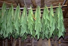 <p>Tobacco</p>