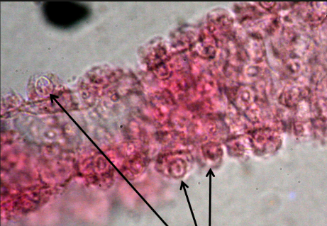 <p>What are these?</p>