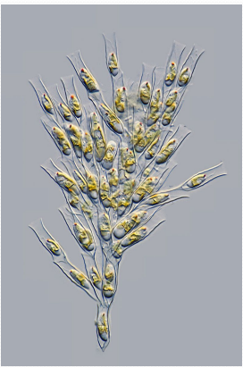 <p>Division is uncommon in f.w. </p><p>Dinobryon common in oligotrophic and mesotrophic lakes in temperate regions, planktonic </p><p>Planktonic, can be unicellular or in branching colonies</p>