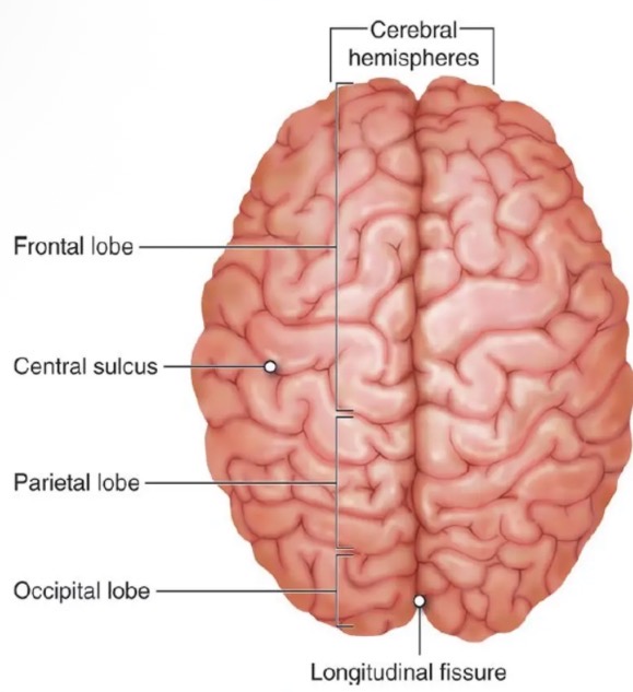 <ul><li><p>At the base to the longitudinal fissure is an area of white matter called the corpus callosum. This connects the left and right hemispheres by nerve fibres and allows the two hemispheres to communicate with each other.</p></li></ul><p></p>