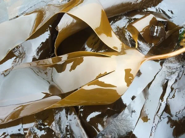 <p>Horsetail Kelp</p>