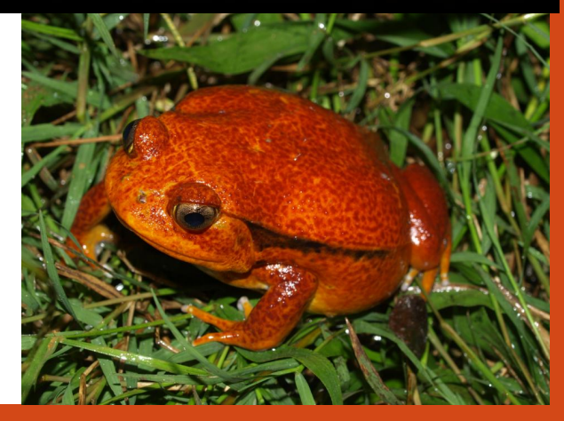 <p>name this animal</p>