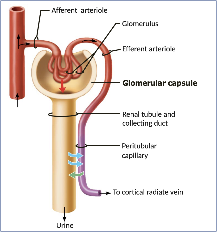 <p>stages of urine production</p>