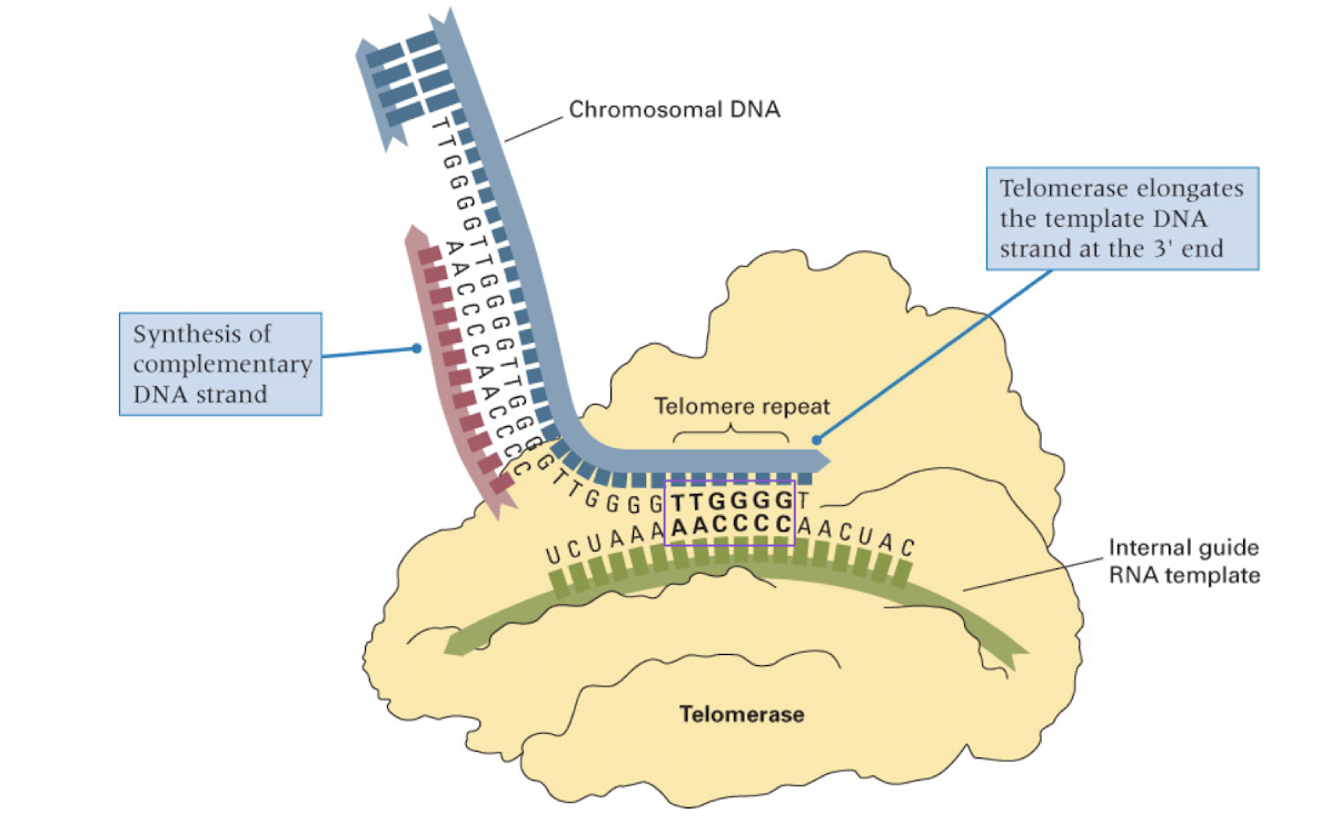 <p>RNA molecule which serves as the template for telomere DNA synthesis</p><p>adds telomeres to the end of the chromosome</p><p>mechanism to match age of cells (stops DNA from becoming too short over time as replication occurs and the telomere is lost)</p>
