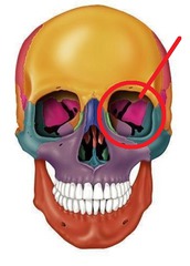 <p>eye</p>