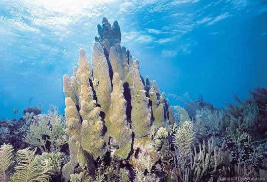 <p>Pillar Coral</p>
