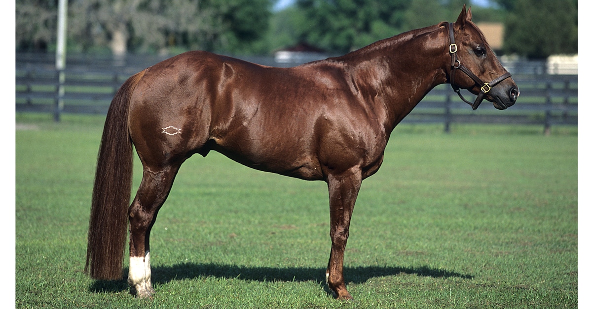 <p>Rodeo horse, working in the western US horse</p><p>They are the best horses to run a quarter mile</p><p>Strong hindquarters</p>