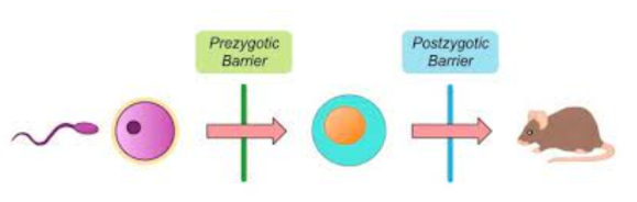 <p>Occurs when there is little to no gene flow within populations over a period of time. The factors of microevolution will cause allele frequencies to change in both populations until they are separate species.</p><p>Thus, one species becomes too different to interbreed with its original population.</p><p>Reproductive isolating mechanisms can be:</p><ul><li><p>pre-zygotic (before mating), or</p></li><li><p>post-zygotic (after mating)</p></li></ul><p></p>
