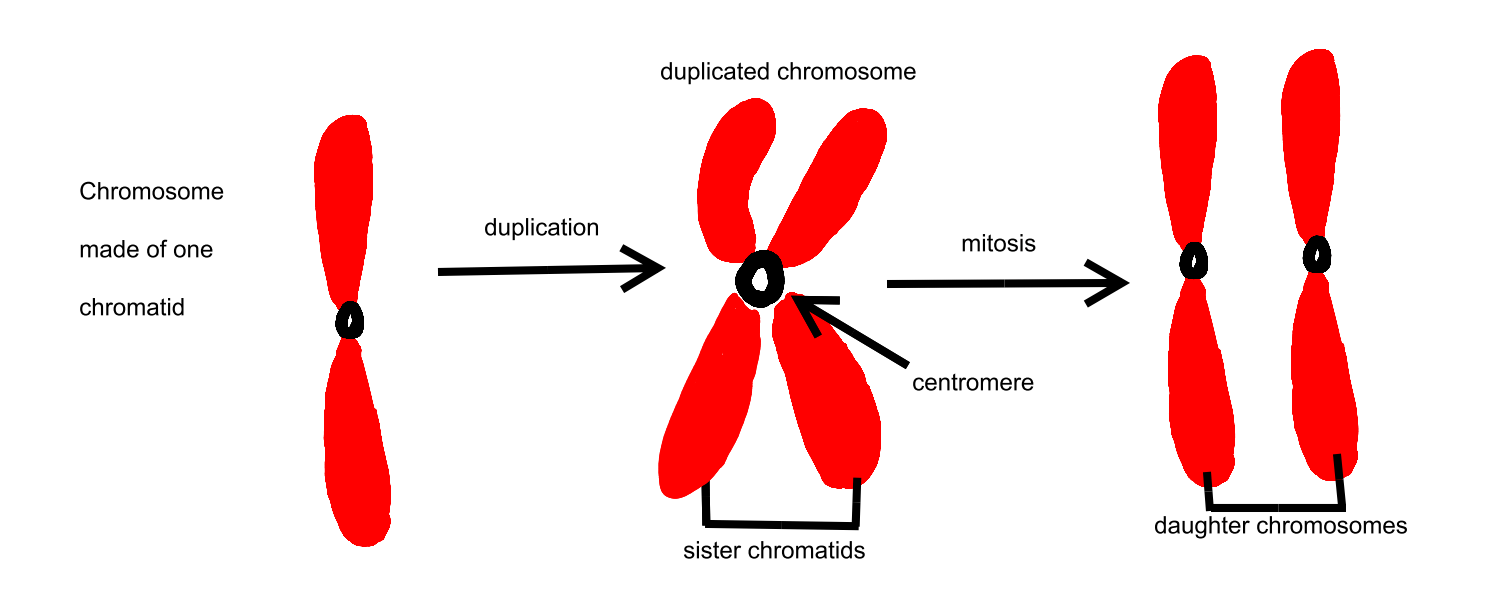 <p>daughter chromatids</p>