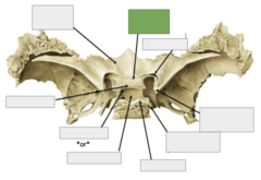 <p>Posterior view: This is the</p>