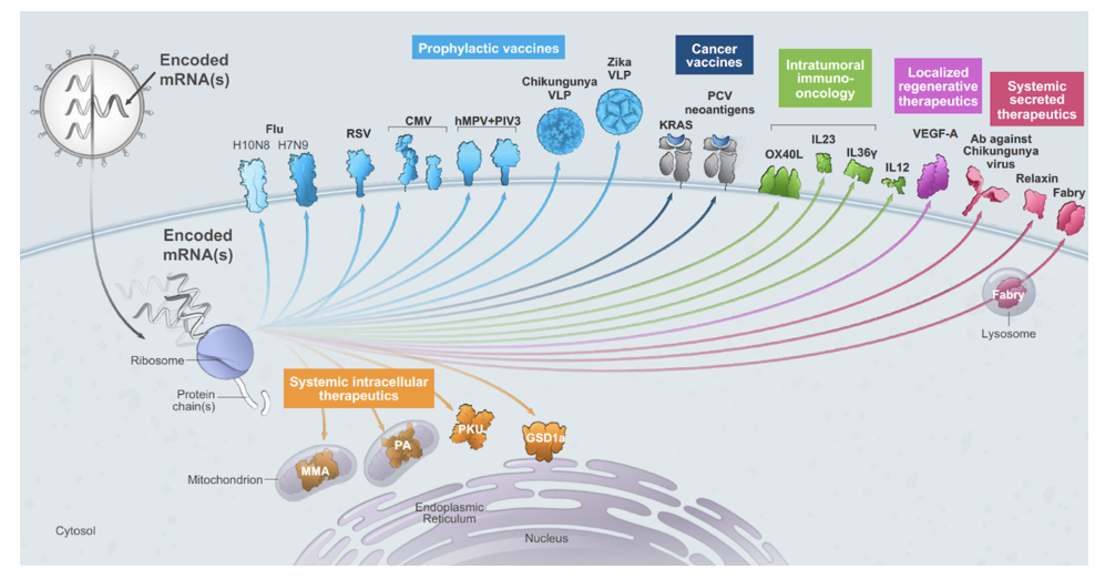 <p><span><strong>Moderna already had a long history and indeed was established to use mRNA as a new category of medicines.&nbsp; </strong></span></p><ul><li><p><span>The idea was simple, generate mRNA in vitro to a certain target; embed the mRNA inside a particle, inject particle, mRNA get taken up by host cell and gets translated like any other mRNA in the cell.</span></p></li></ul><p></p>
